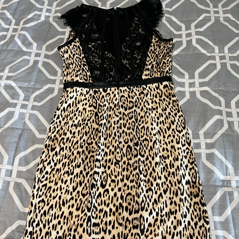 Spanish cheetah desert